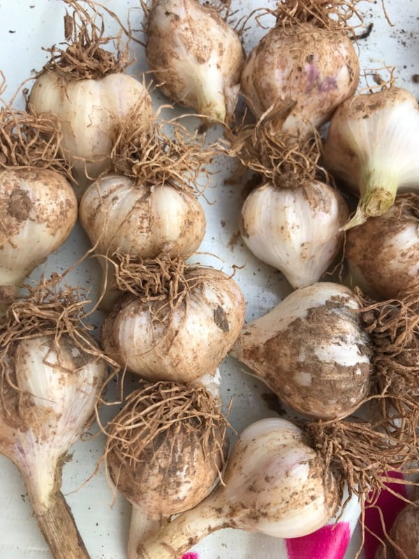 Garlic, Organic 500 g